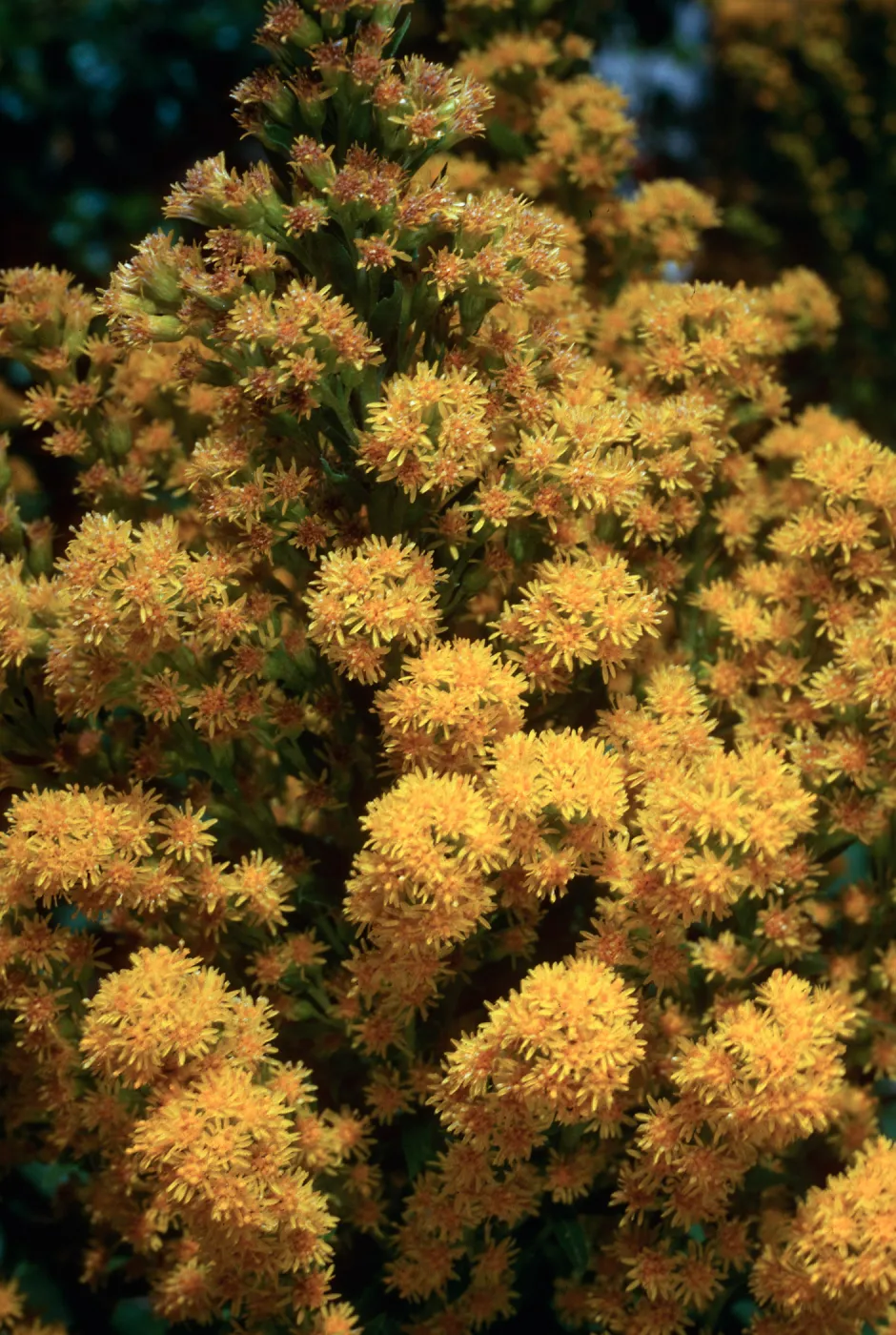 Solidago, Santa Barbara Botanic Garden