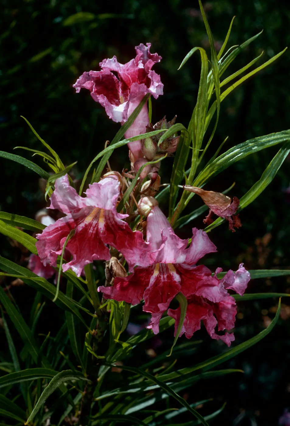Chilopsis linearis, Santa Barbara Botanic Garden