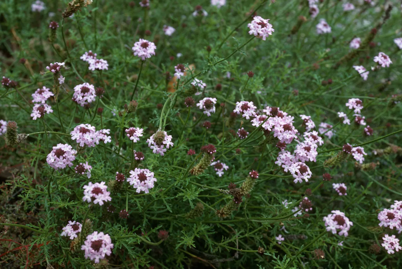 Verbena lilacina, Santa Barbara Botanic Garden
