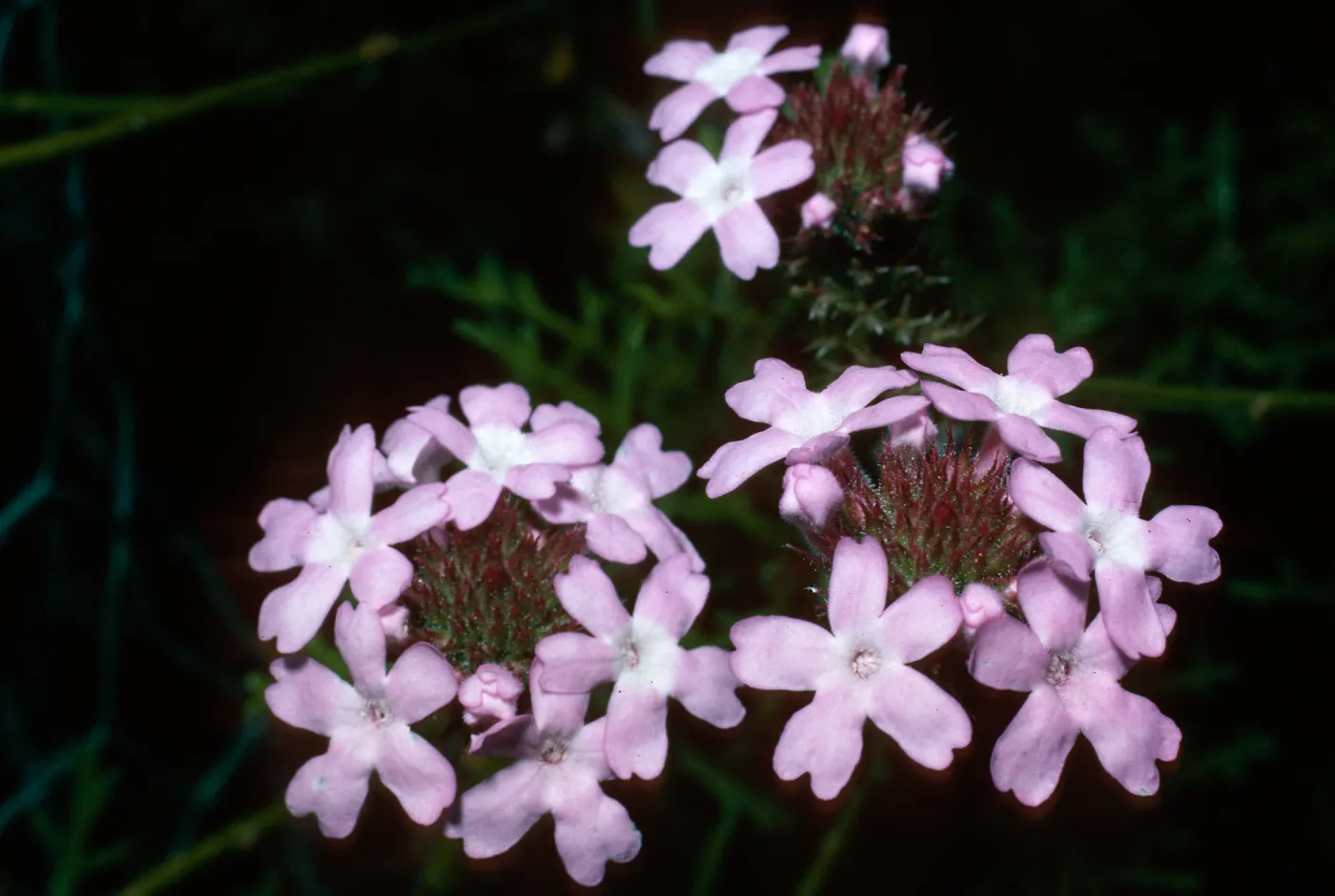 Verbena lilacina, Santa Barbara Botanic Garden