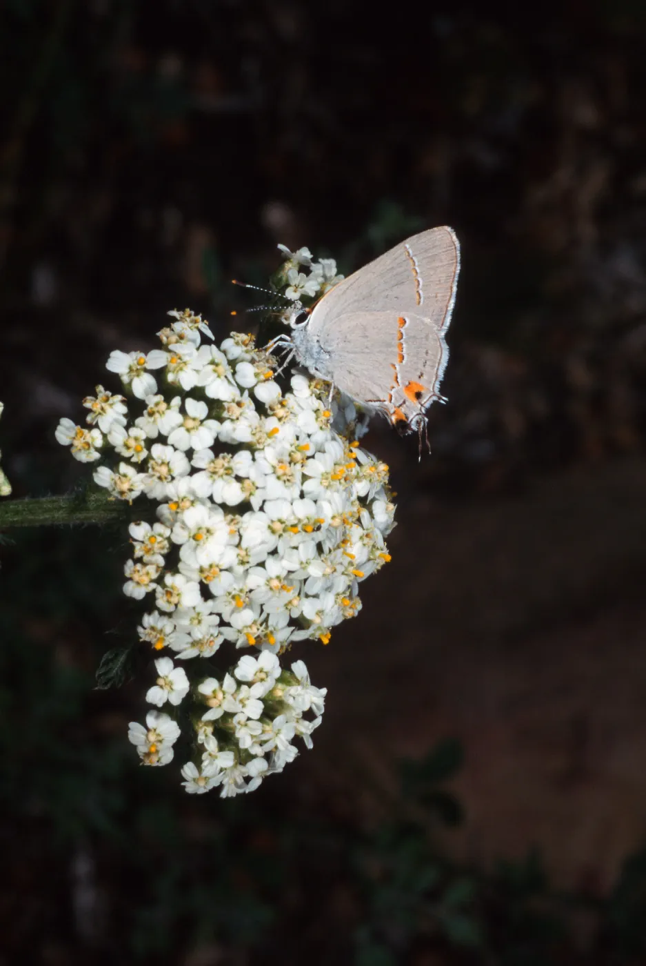 Gray Hairstreak, Campbell Trail, Santa Barbara Botanic Garden
