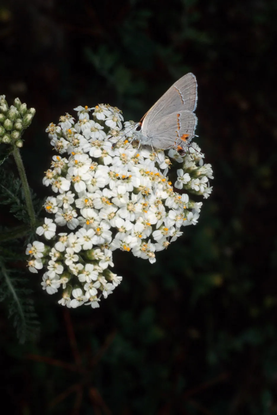 Gray Hairstreak, Campbell Trail, Santa Barbara Botanic Garden