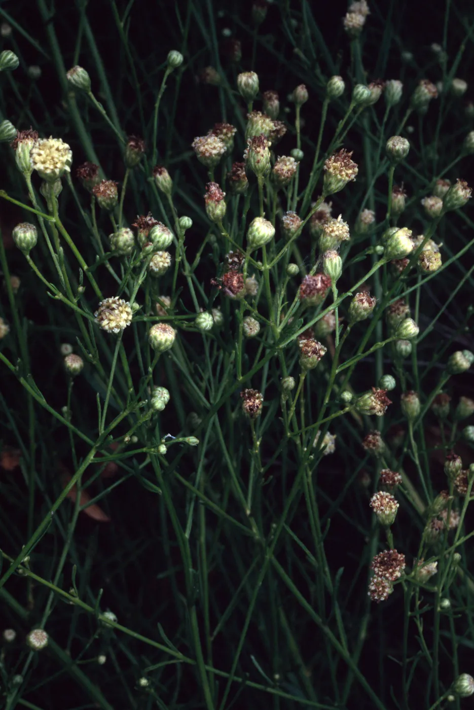 Baccharis malibuensis, Campbell Trail, Santa Barbara Botanic Garden