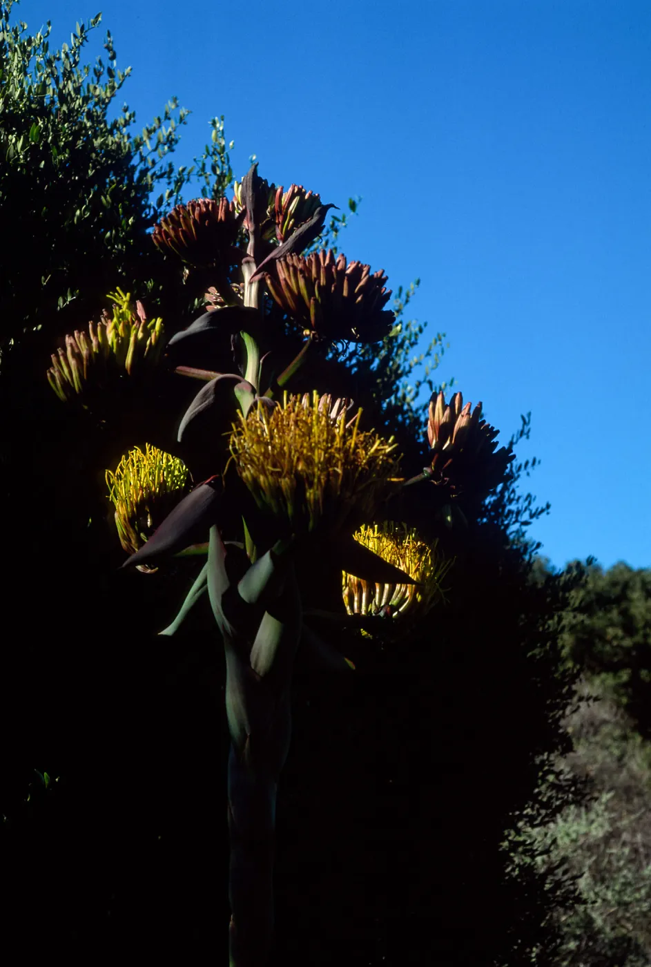 Agave shawii, Santa Barbara Botanic Garden