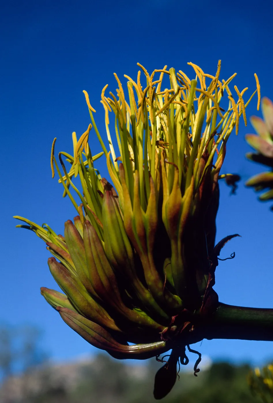 Agave shawii, Santa Barbara Botanic Garden