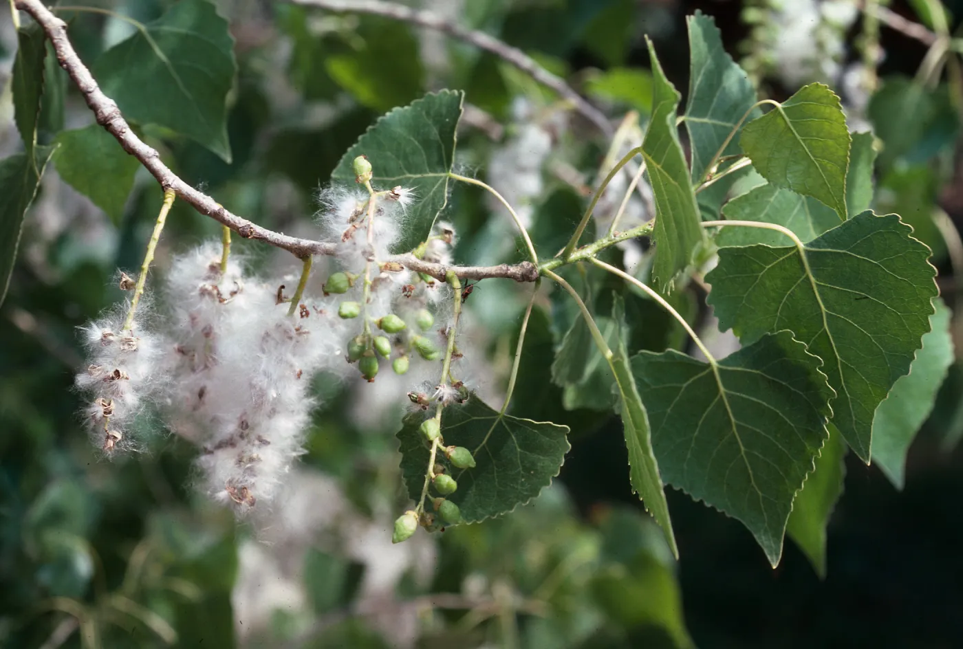 Populus fremontii, Paradise Road, Los Padres National Forest, Santa Barbara County