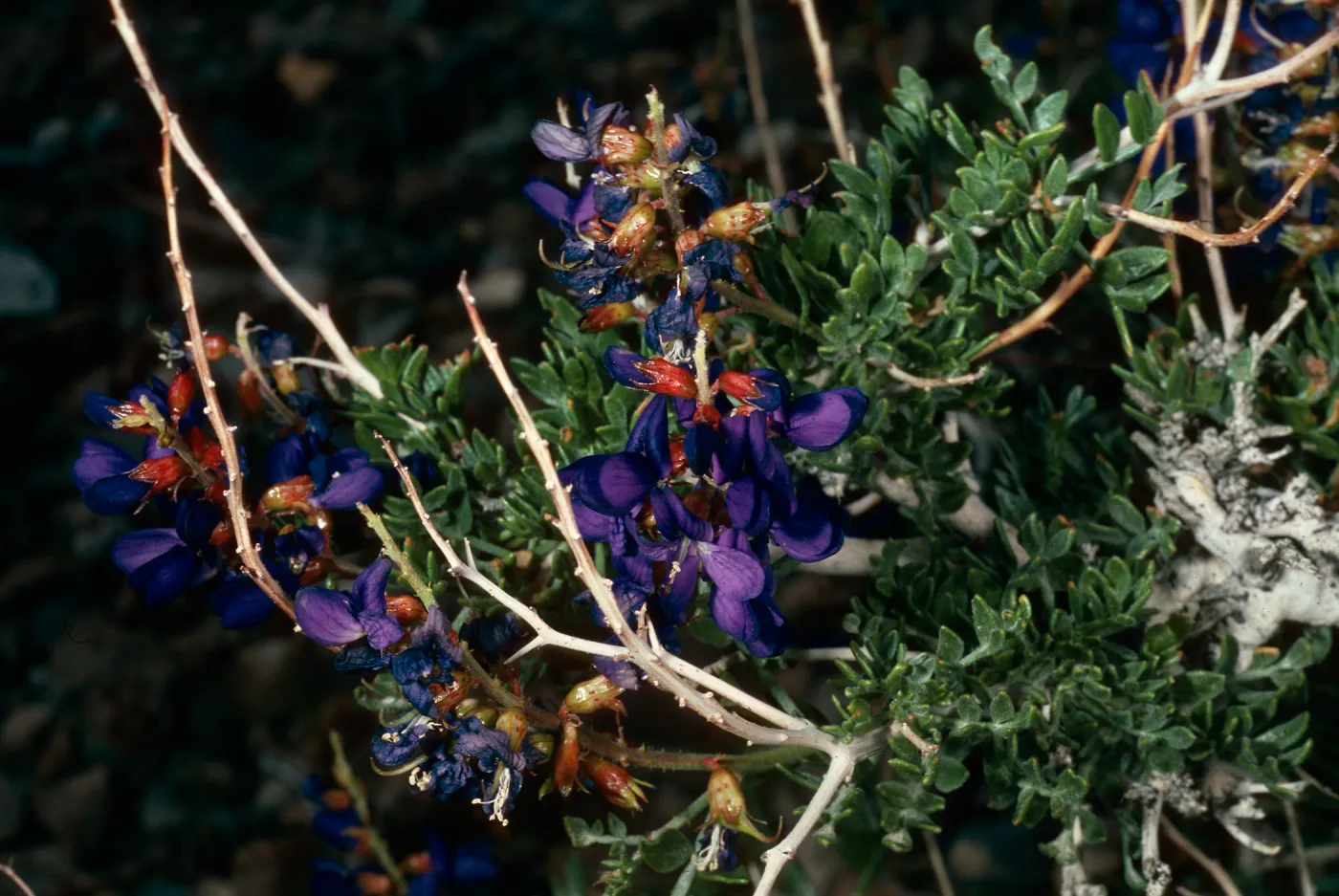 Dalea fremontii or Psorothamnus fremontii, Saline Valley, Inyo county