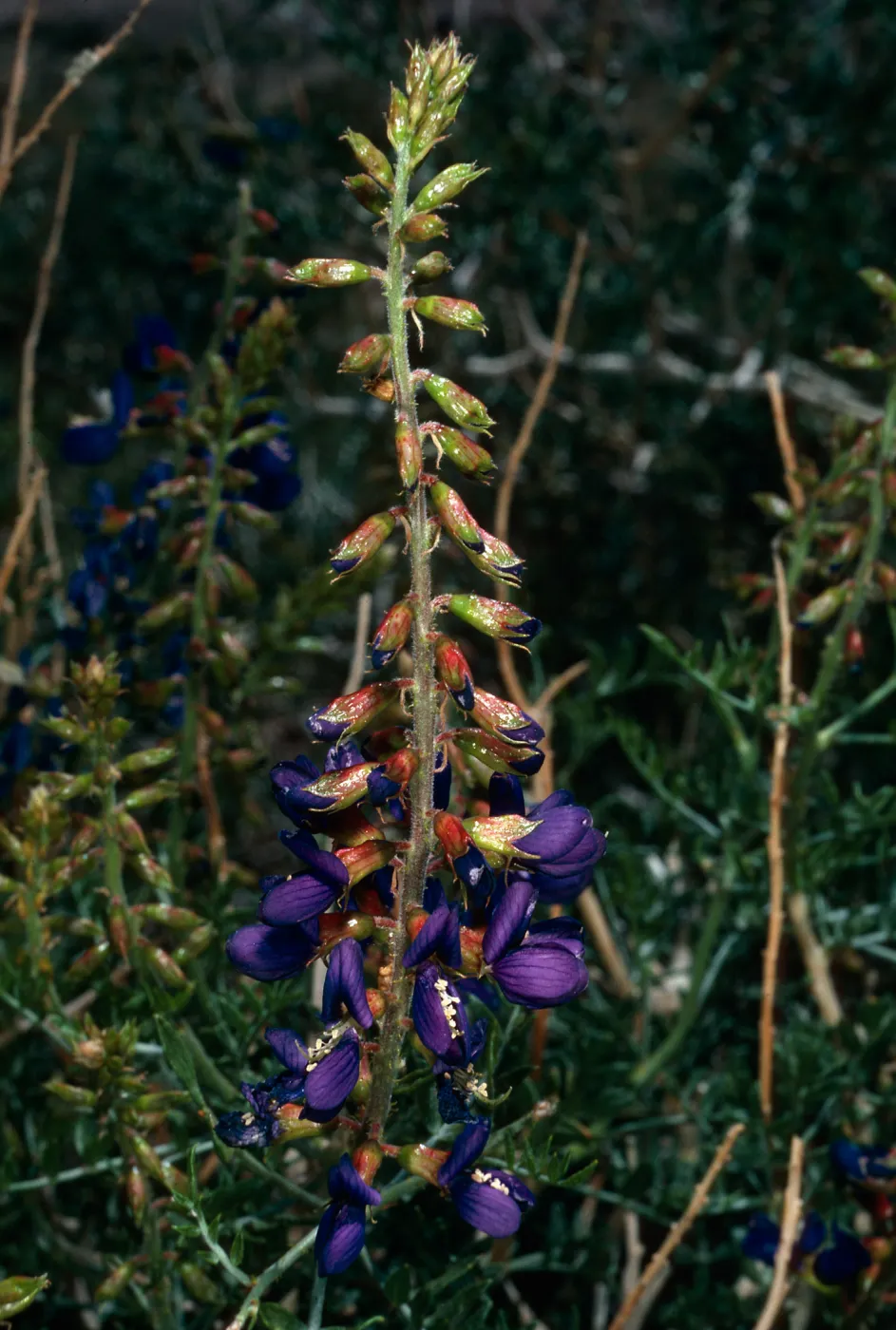 Dalea fremontii or Psorothamnus fremontii, Red Rock Canyon, Los Angeles County