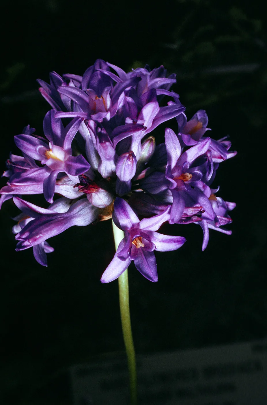 Brodiaea multiflora, UC Berkeley Botanic Garden, 56-1043, from Pulea Bridge, Butte County