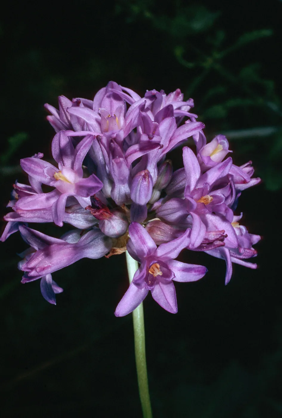 Brodiaea multiflora, UC Berkeley Botanic Garden, 56-1043, from Pulga Bridge, Butte County