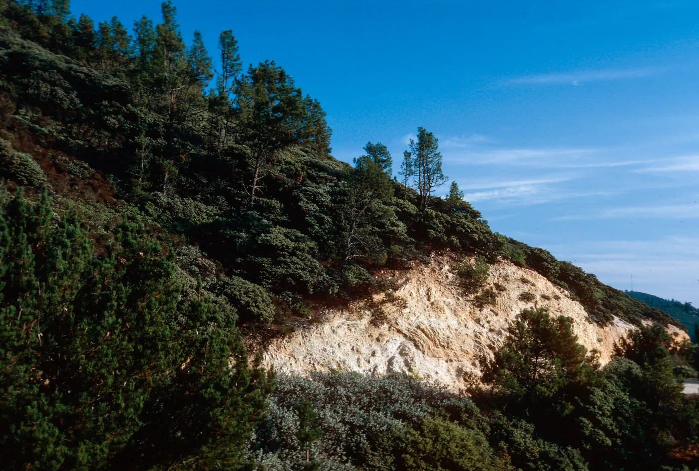 Knobcone Pines, East Cuesta ridge, San Luis Obispo County