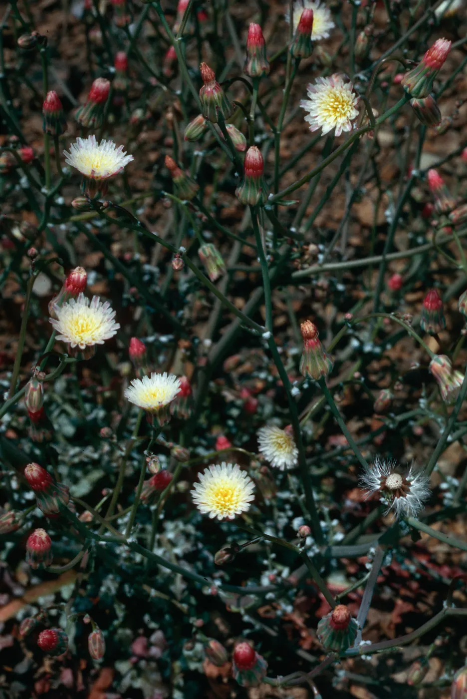 Malacothrix phaeocarpa, SJ #4350, North side, West Cuesta ridge