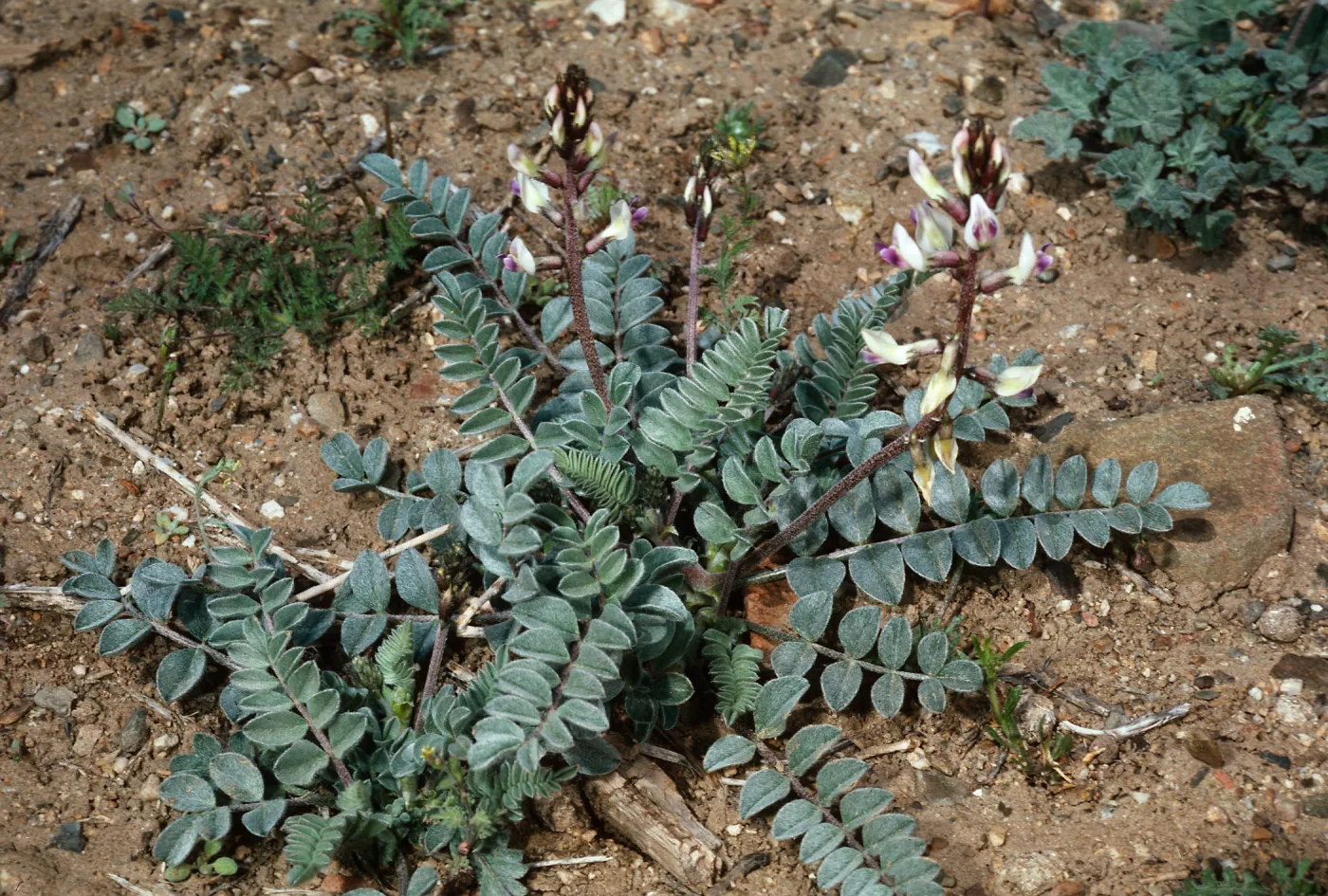 Astragalus layneae, on road to Waucoba Spring, Saline Valley, Inyo County