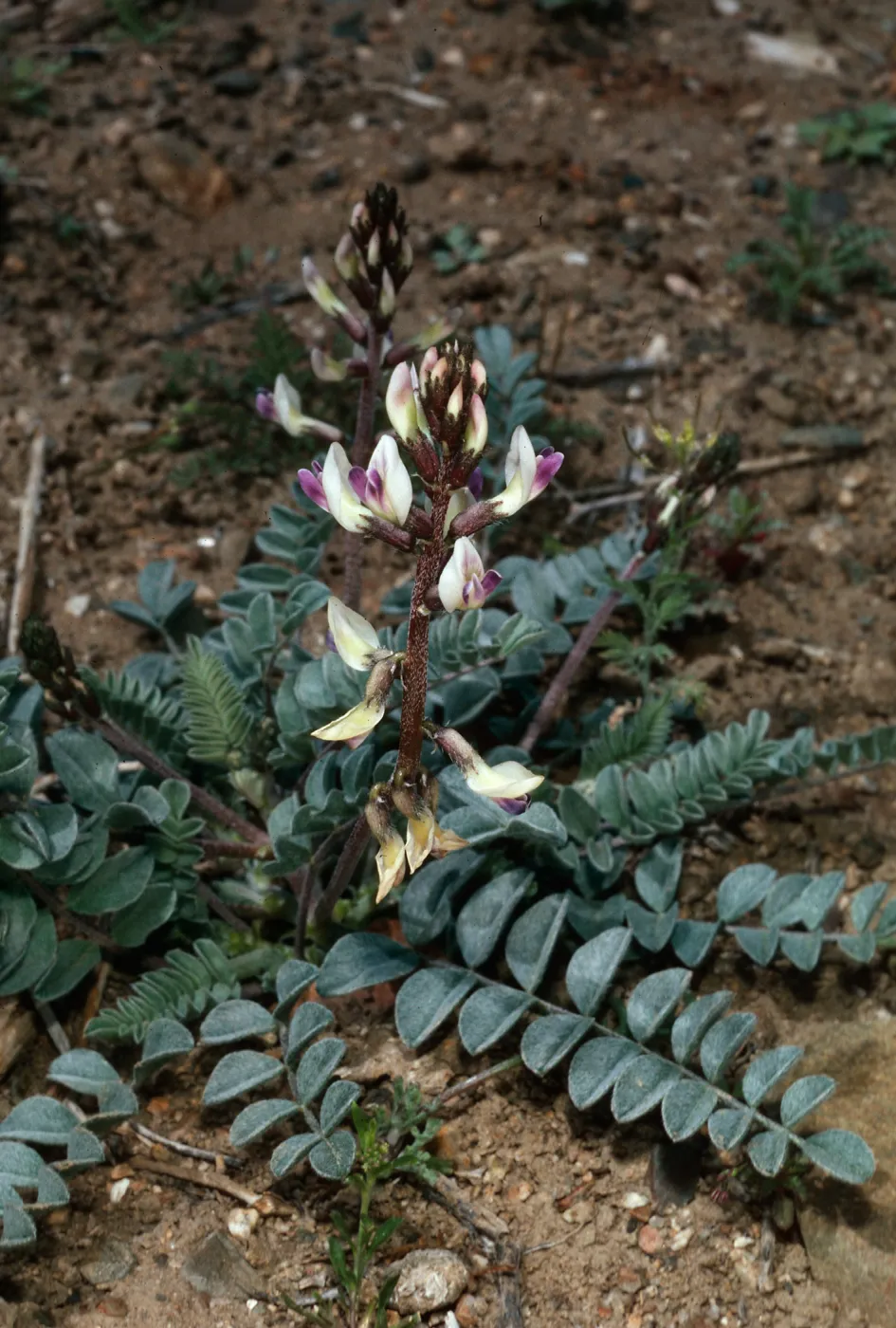 Astragalus layneaea, on road to Waucoba Spring, Saline Valley, Inyo County