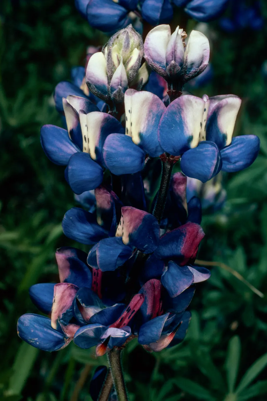 Lupinus nanus, Figueroa Mountain, Los Padres National Forest, Santa Barbara County