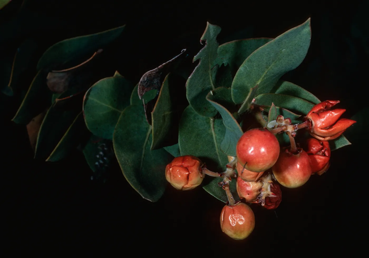 Arctostaphylos refugioensis, Refugio Canyon, Santa Barbara County