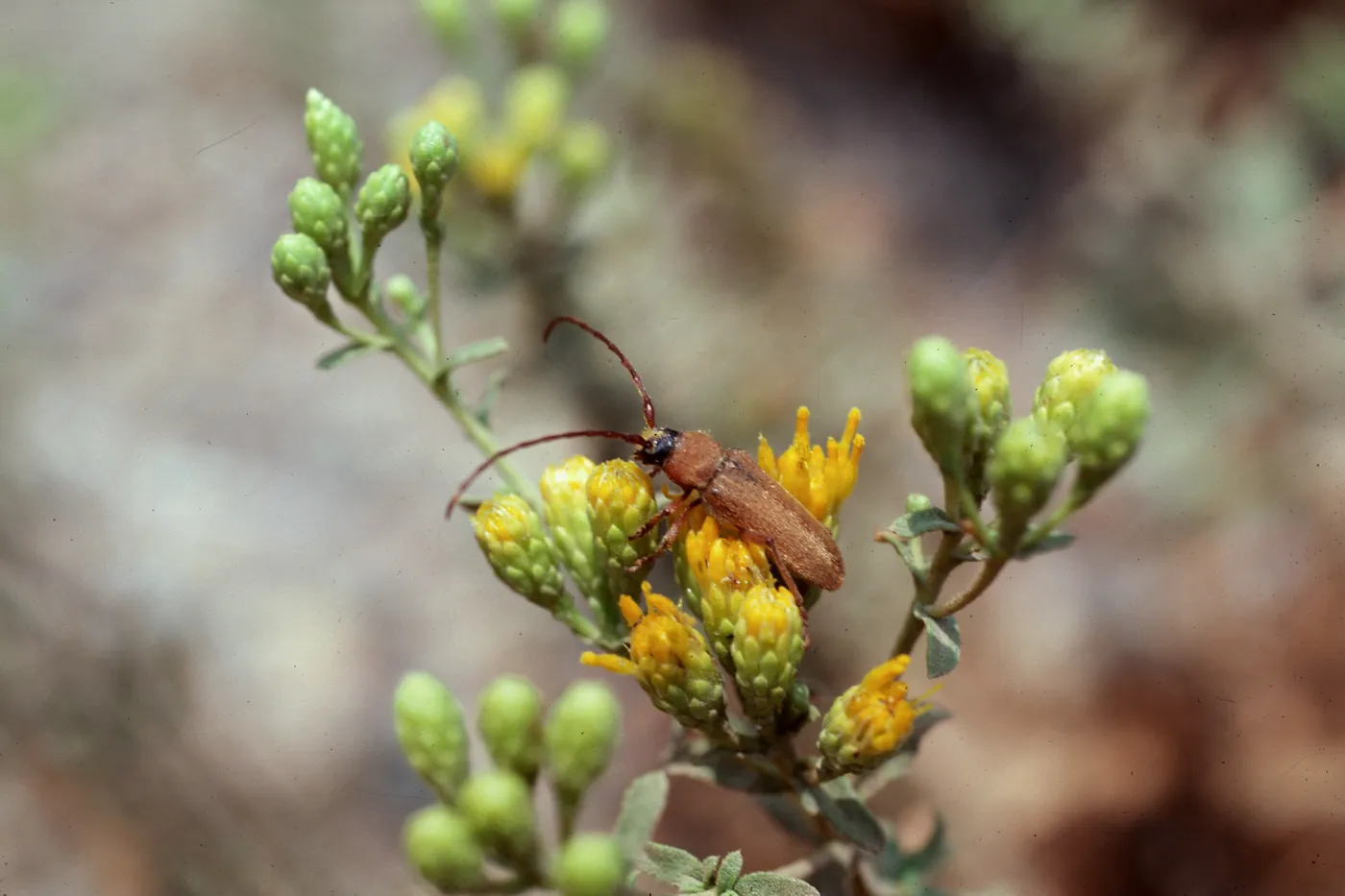Long-Horned beetle on Haplopappus squarrosus, Malibu Creek State Park, Los Angeles County