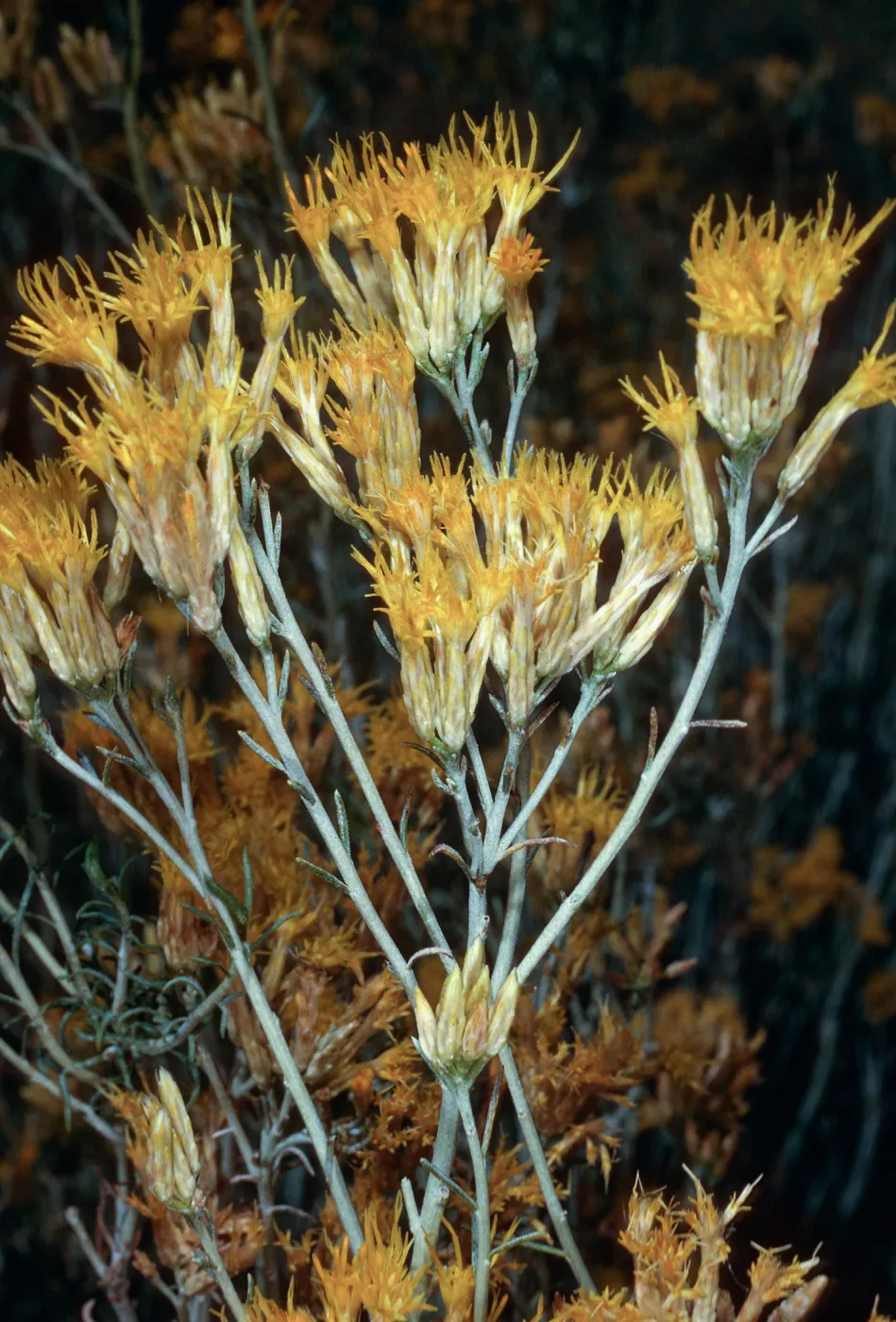 Chrysothamnus nauseosus, Ozena Camp, Los Padres National Forest, Santa Barbara County