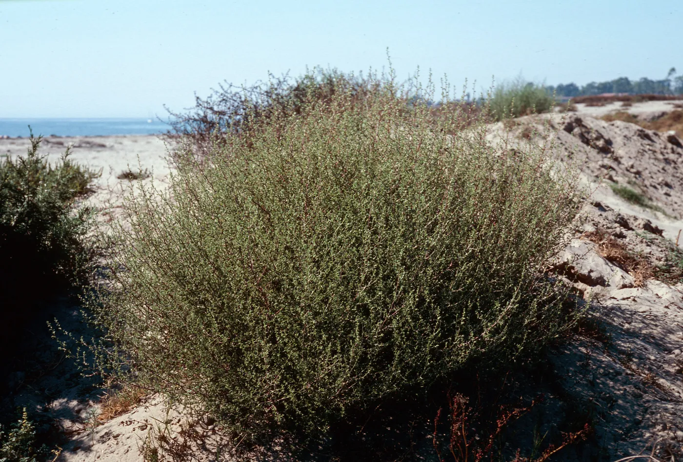 Salsola iberica, Goleta Beach