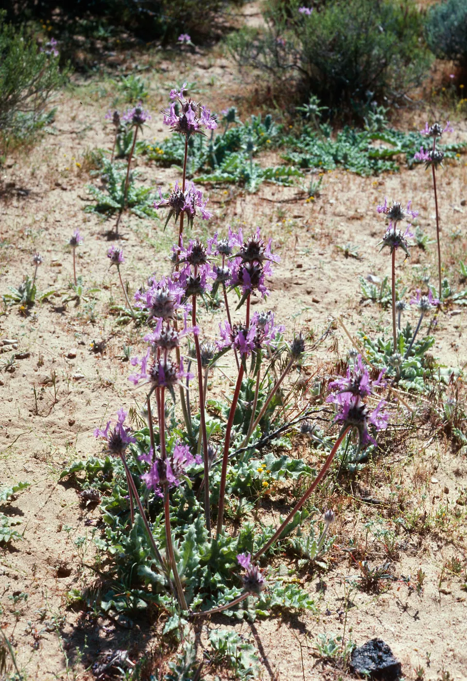 Salvia carduacea (Thistle Sage) , Backus Road, West of Mojave, Kern County