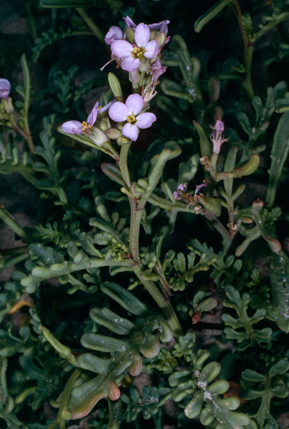 Cakile Maritima, Surf Beach, Ocean Beach Park, Lompoc, Santa Barbara County