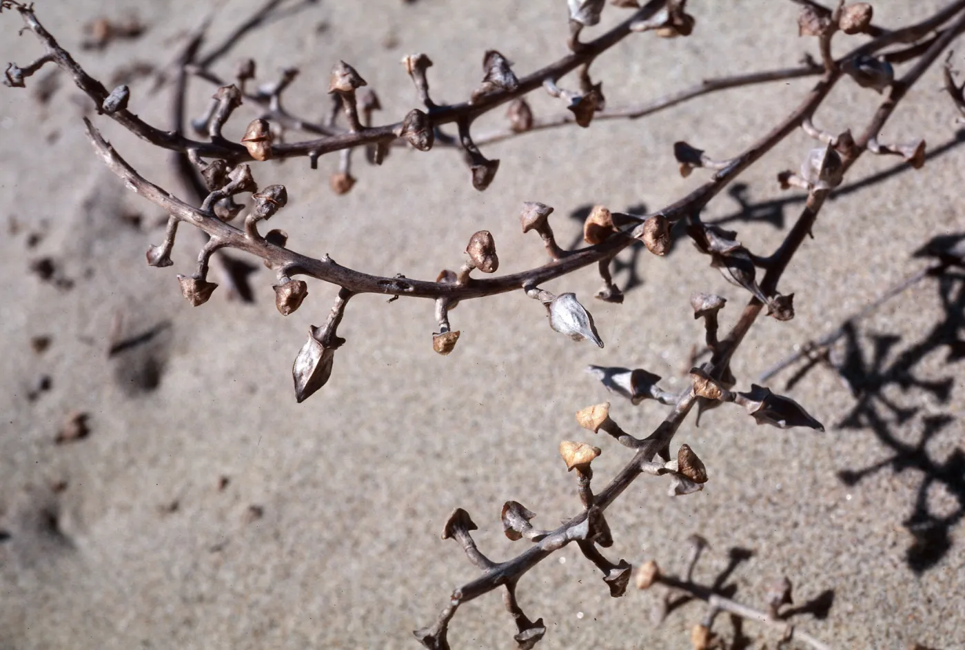 Cakile Maritima, dunes at Surf Beach, Ocean Beach Park, Lompoc, Santa Barbara County