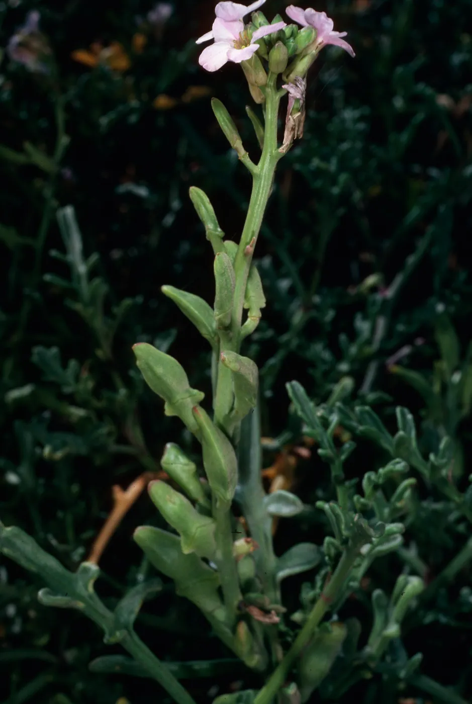 Cakile Maritima, dunes at Surf Beach, Ocean Beach Park, Lompoc, Santa Barbara County
