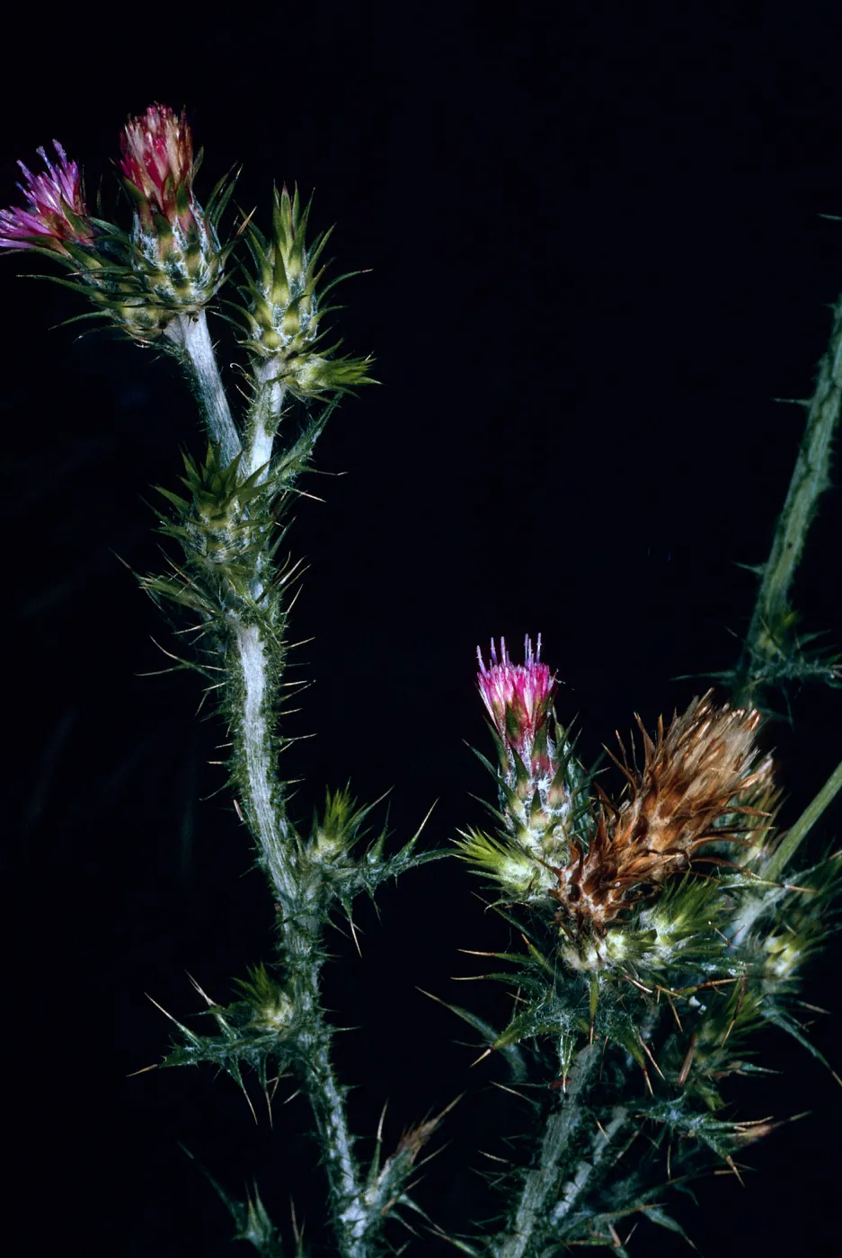 Cardus pycnocephalus, Tunnel Road, Santa Barbara County
