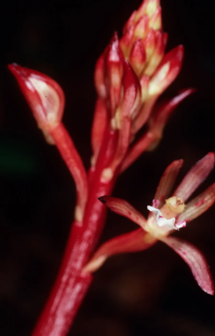 Corallorhiza maculata, Orchidaceae, Big Creek Reserve, UC Santa Cruz Nattural Reserve, Monterey County