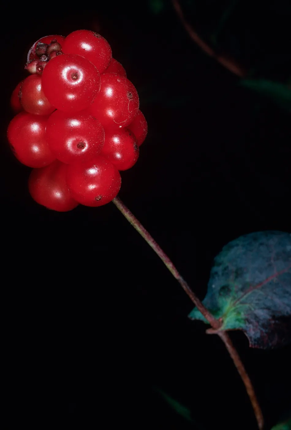 Lonicera hispidula, Big Creek Reserve, UC Santa Cruz Natural Reserve, Monterey County