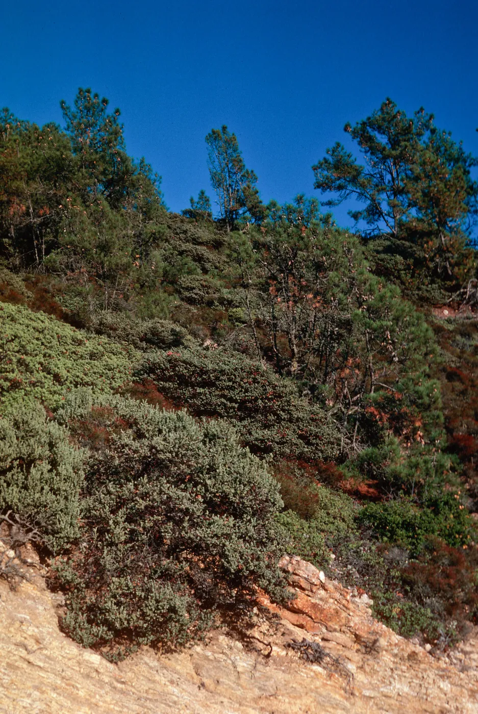 Knobcone Pines, East Cuesta ridge, Santa Lucia Mountains, San Luis Obispo County