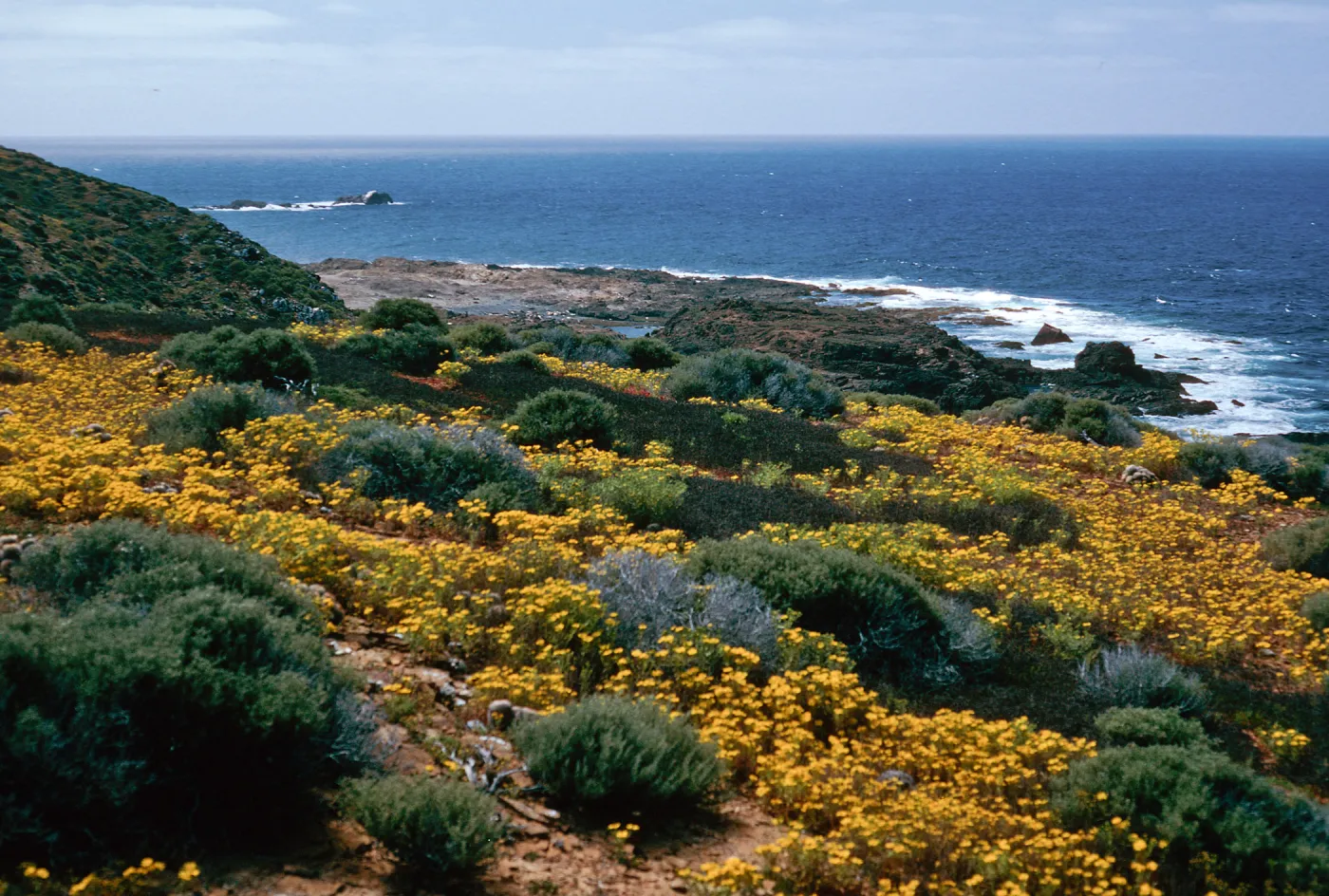Hemizonia streetsii, West San Benito Island