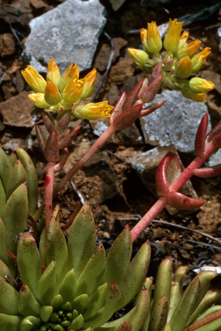 Dudleya linearis, West San Benito Island