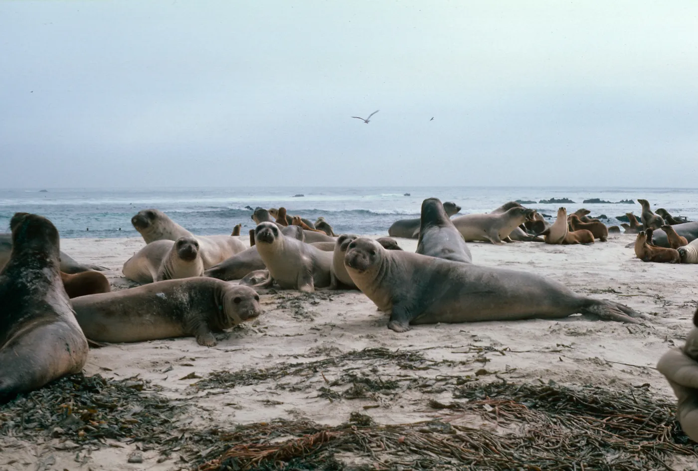 Elephant Seals, Point Bennett, San Miguel Island