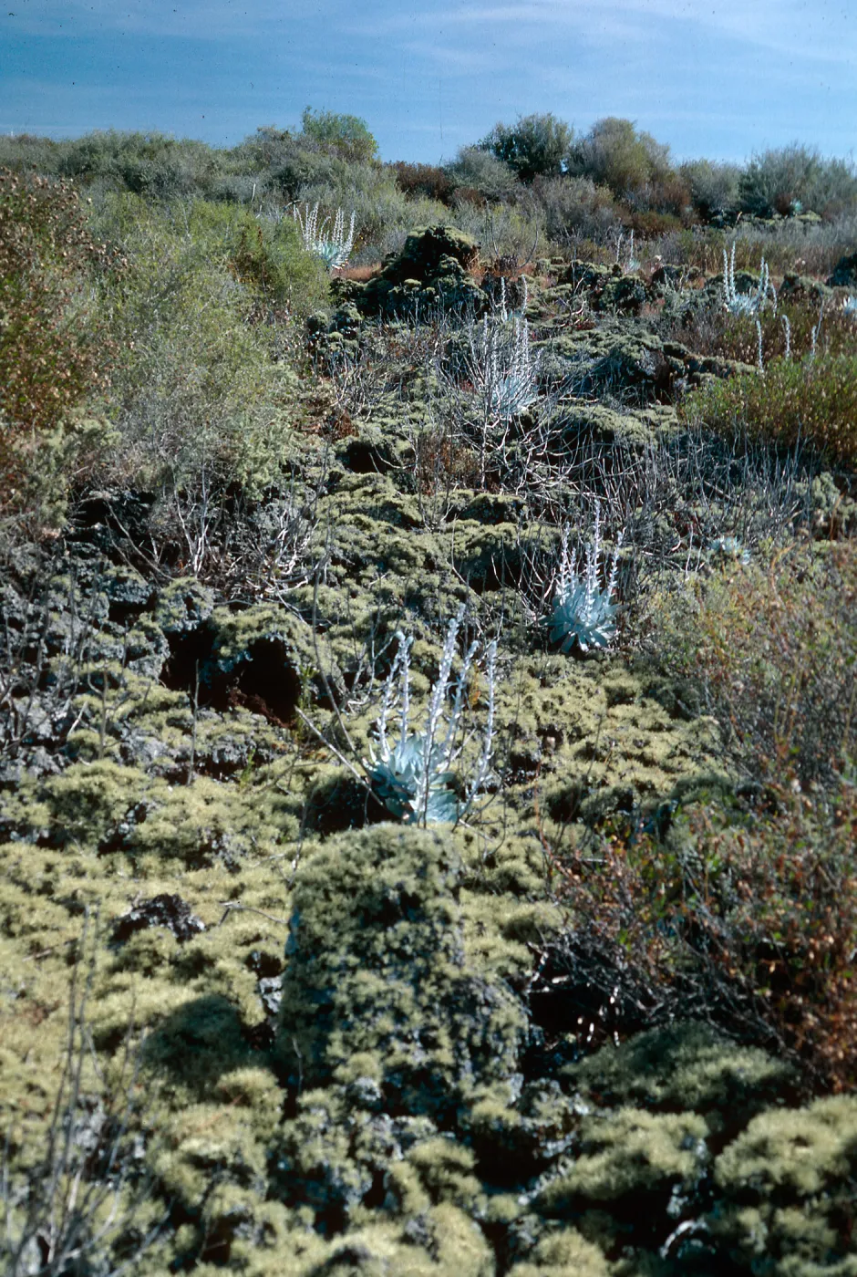 lichens, above lagoon, San Martin Island