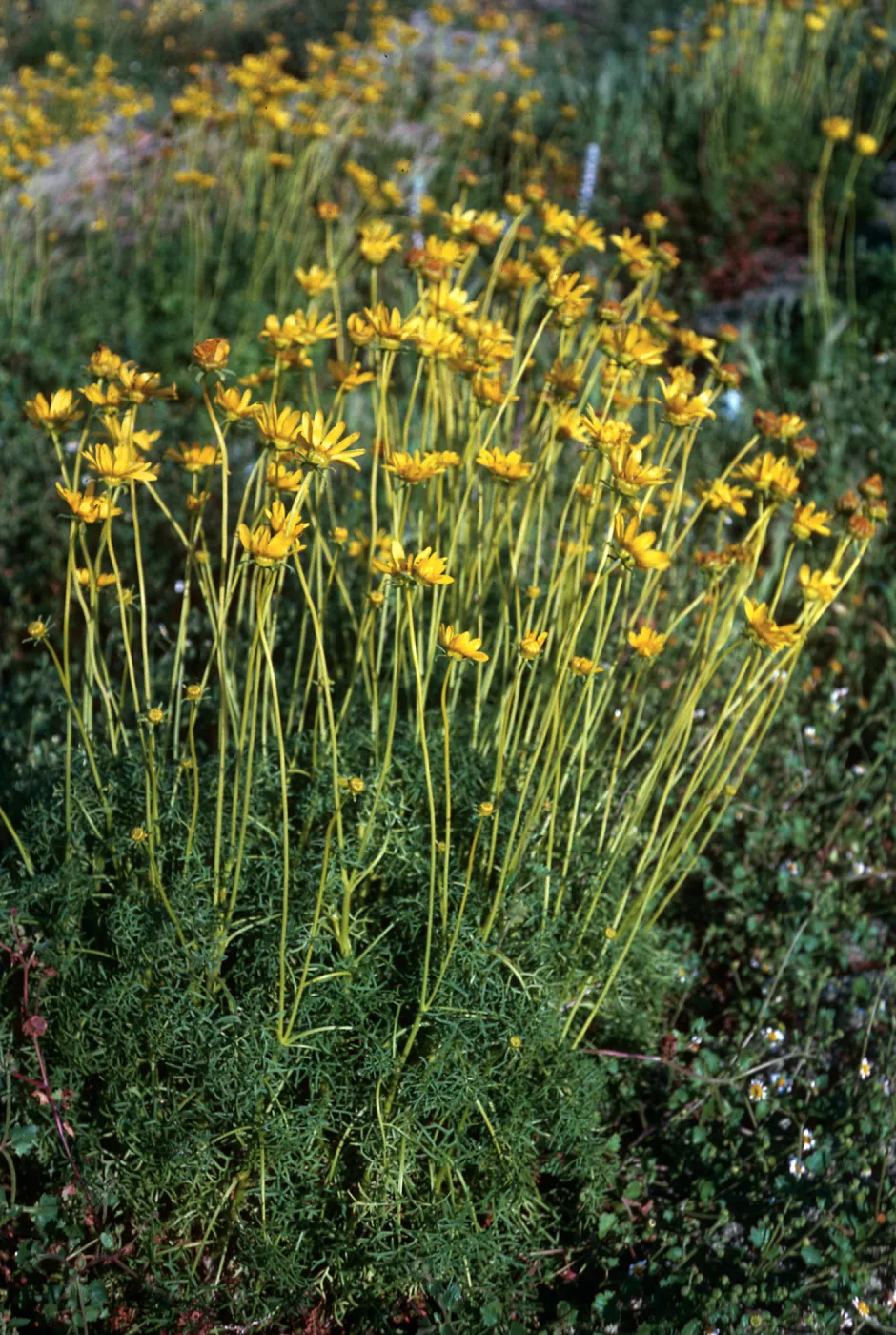 Coreopsis maritima, San Martin Island