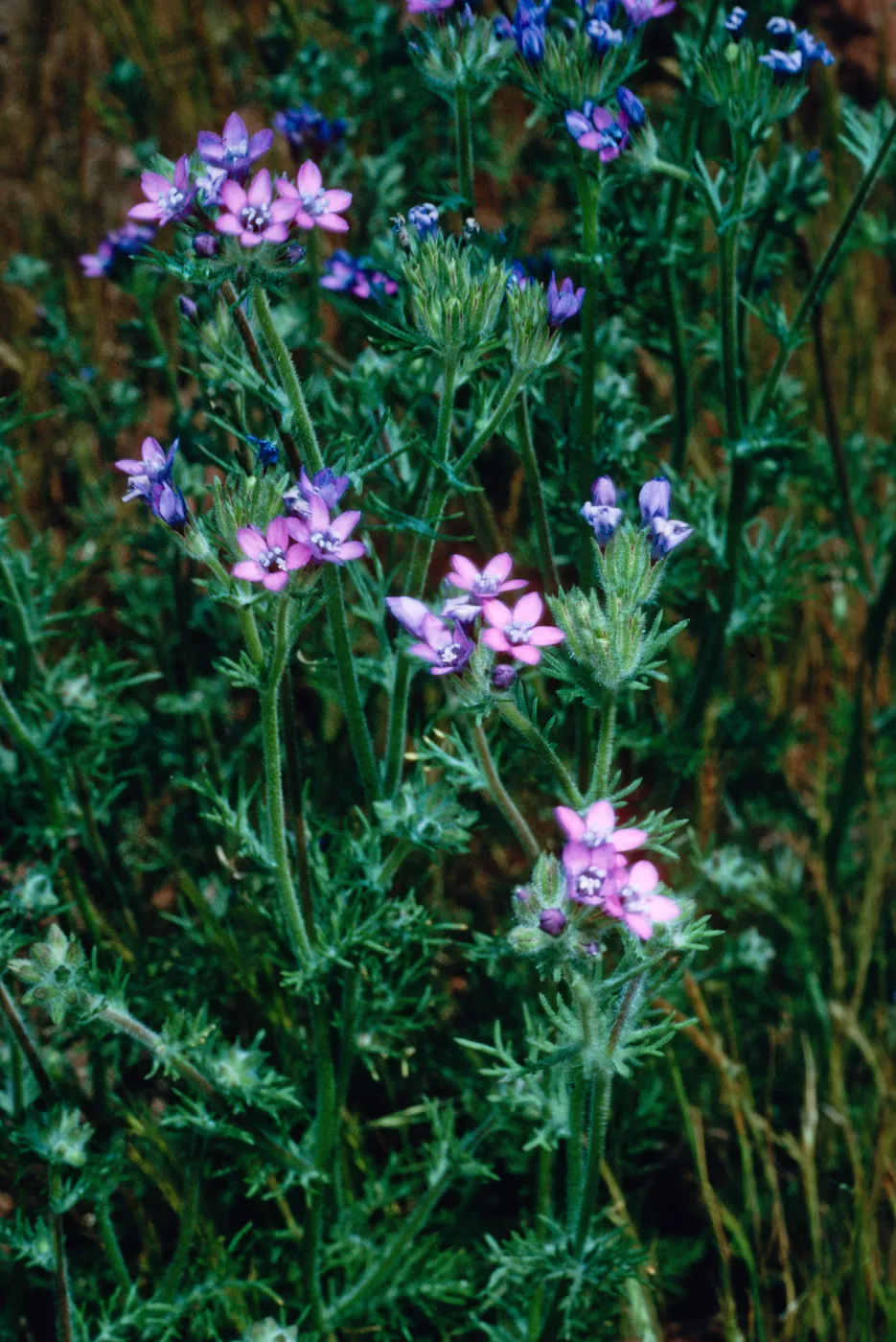 Gilia nevinii, East side of Cypress grove, Guadalupe Island