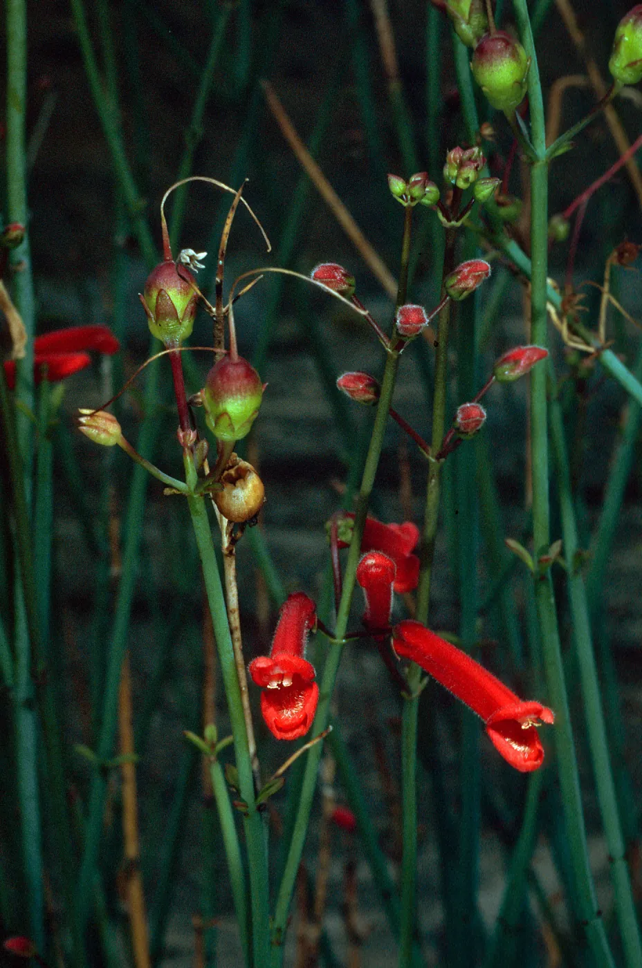 Galvezia juncea, Gran CaÃ±on, Cedros Island