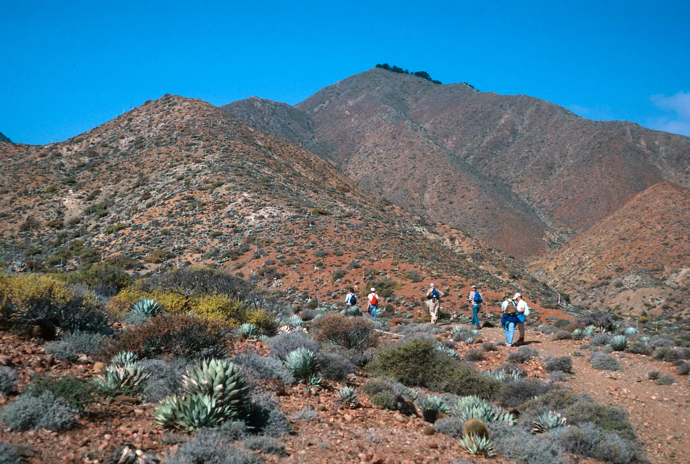 mouth of CaÃ±ada De La Mina, Cedros Island