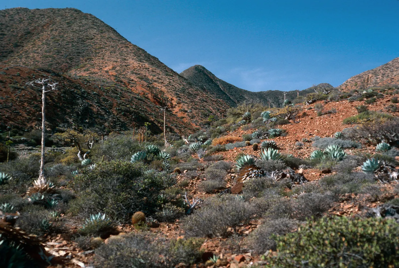 CaÃ±ada De La Mina, (lower), Cedros Island
