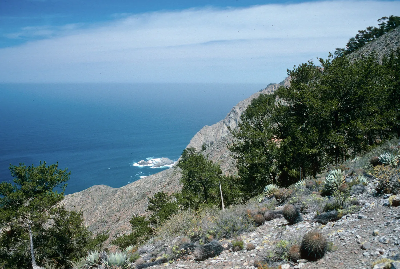 pines, West of head of CaÃ±ada De La Mina, Cedros Island