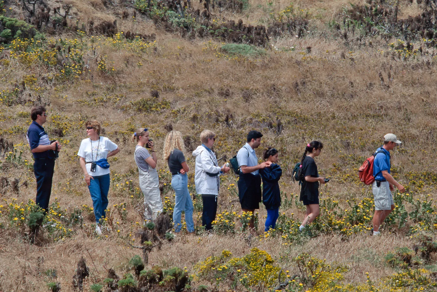 island packers, naturalist tour, East Anacapa Island