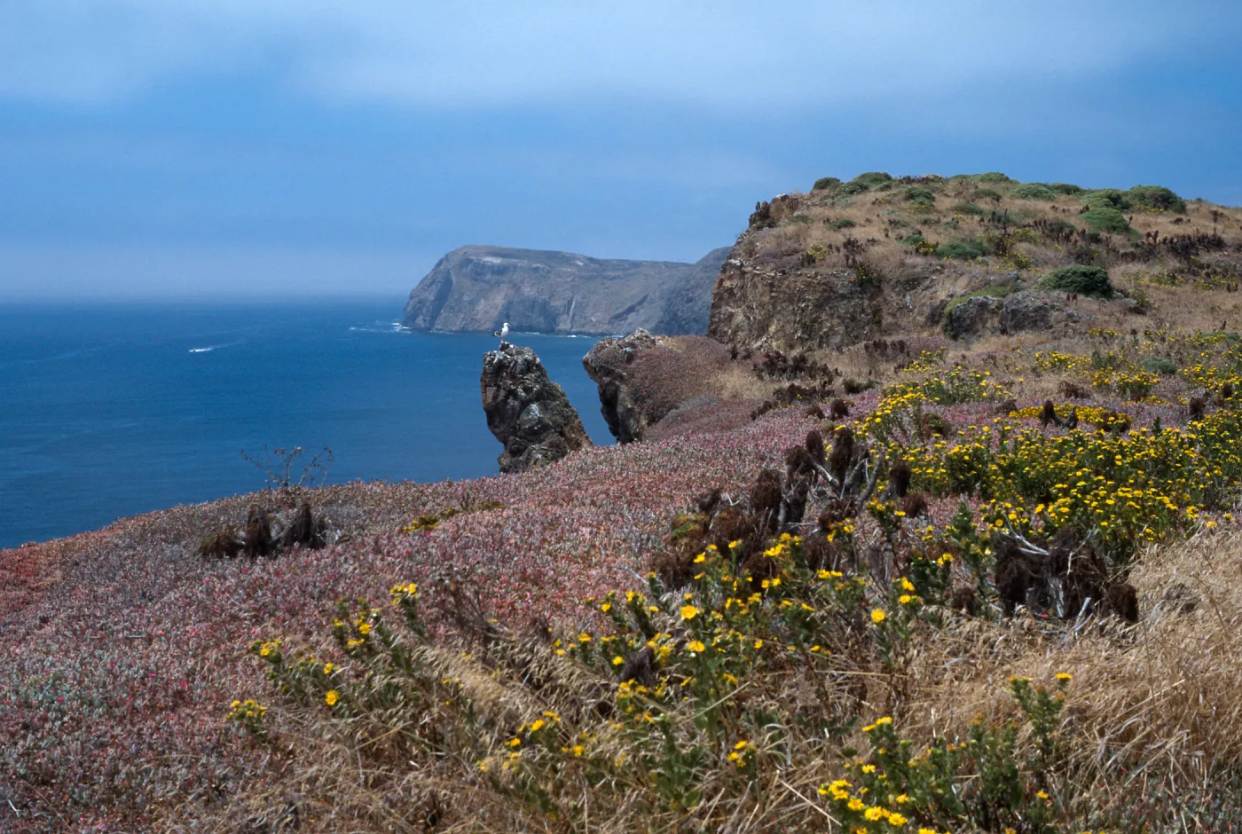 East Anancapa Island--gull & bluffs on S side