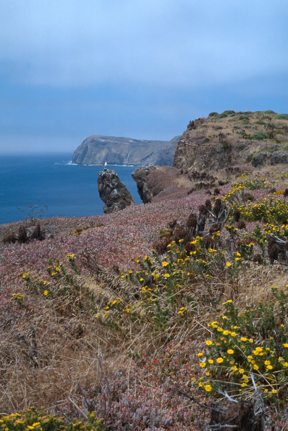 East Anancapa Island--gull & bluffs on S side