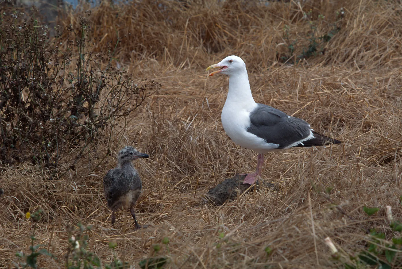 East Anancapa Island--Western gulls