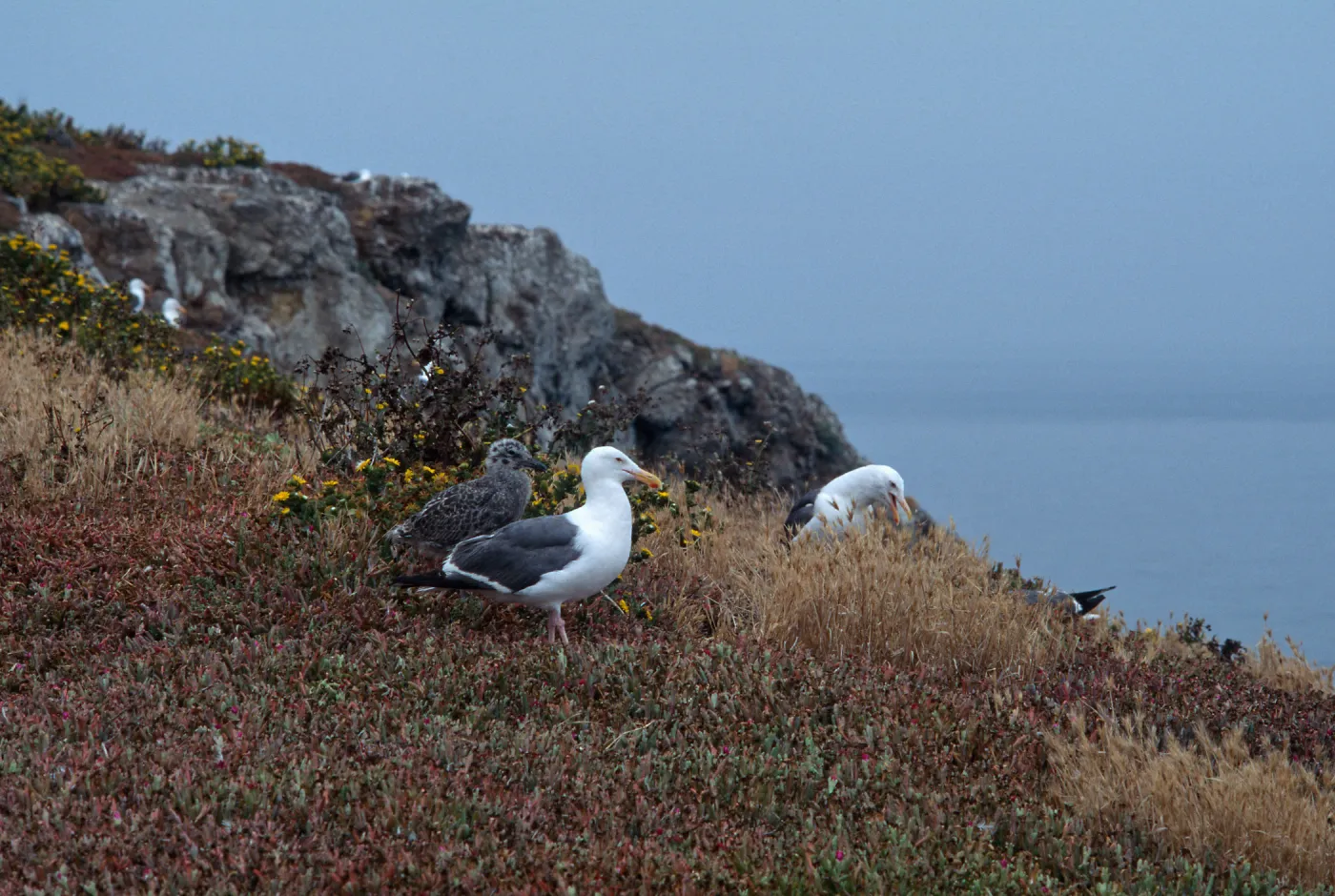 East Anancapa Island--Western gulls