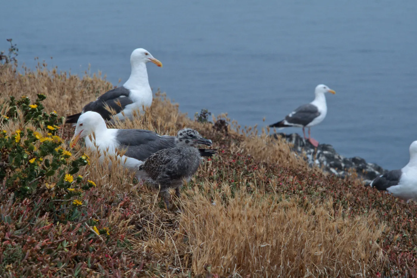 East Anancapa Island--Western gulls