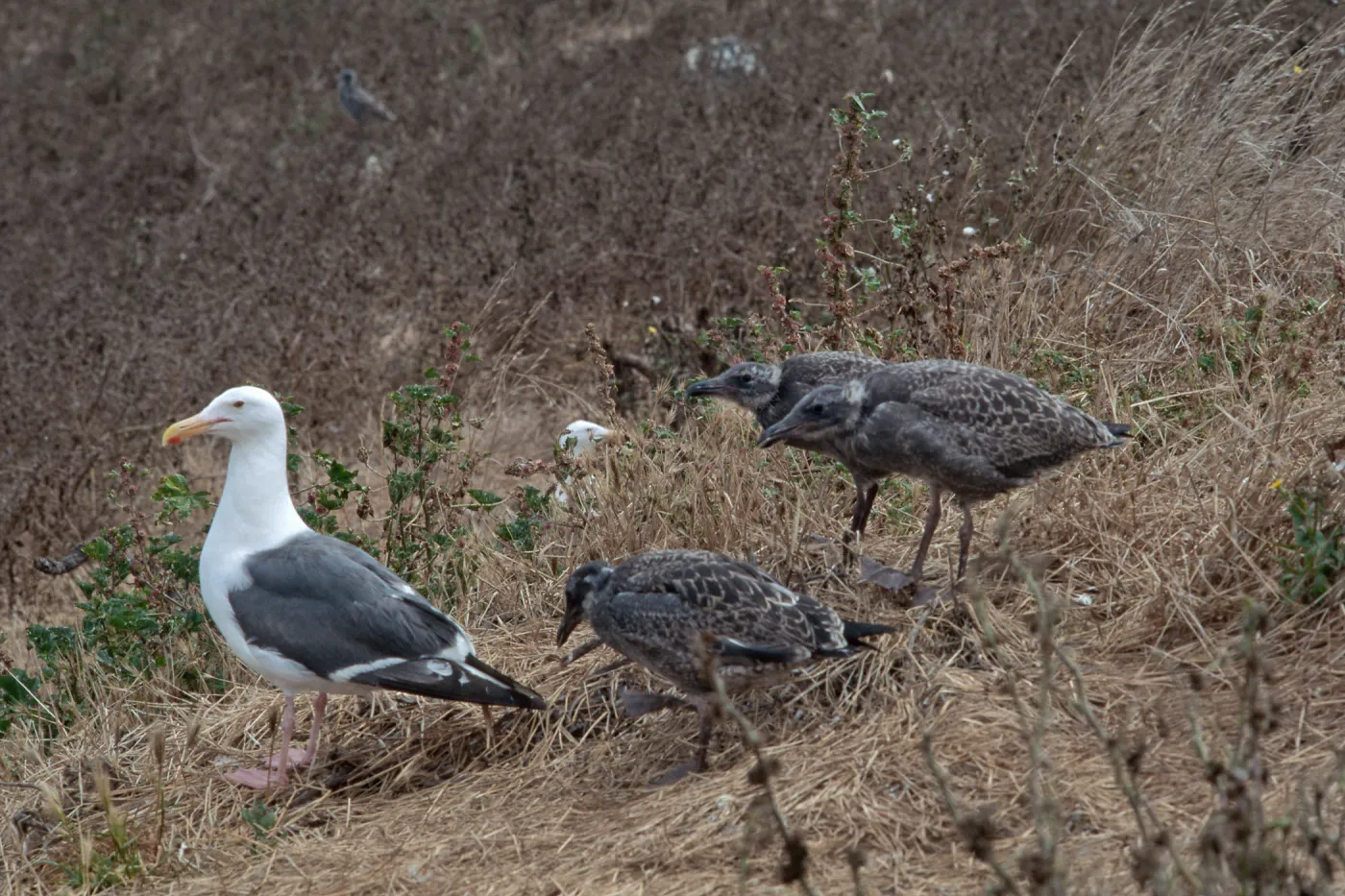 East Anancapa Island--Western gulls