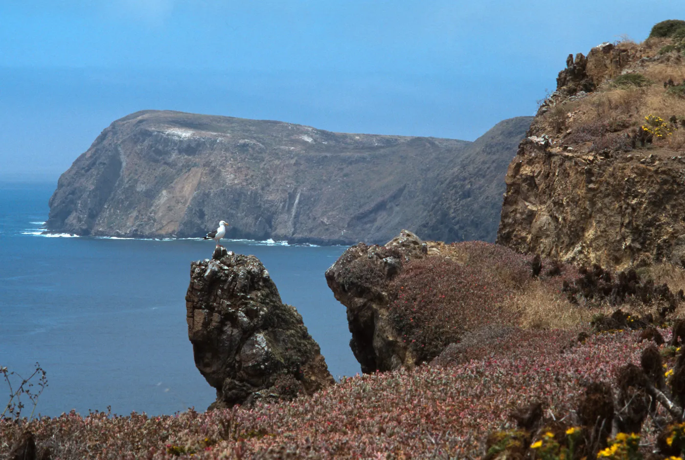 East Anancapa Island--Western gulls