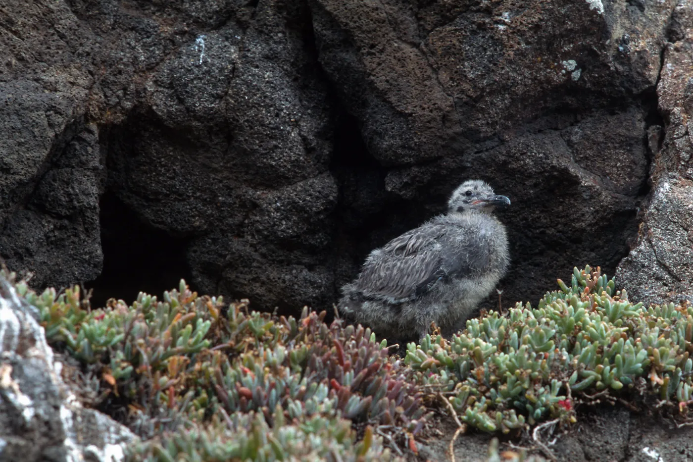 E. Anacapa Island--young Western Gulls